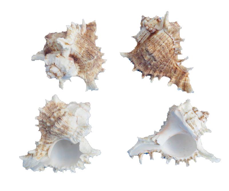Murex Ramosa Shell 32-34mm opening size