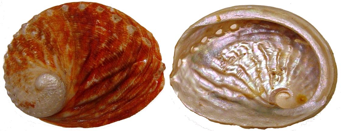 Rubra Abalone - 5 inch + - 13-15 cm - Australia - HALIOTIS RUBER - All Natural