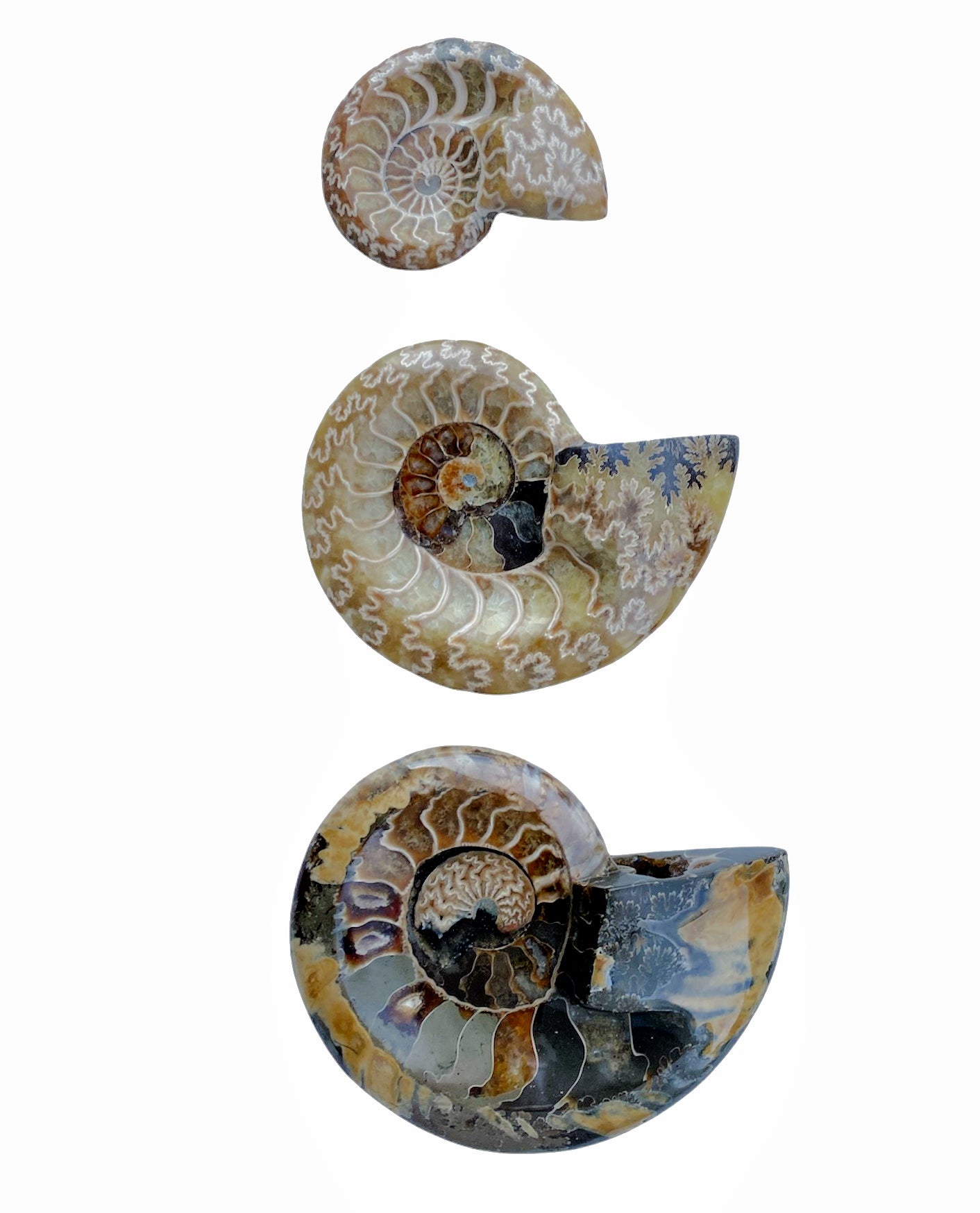 Cendrier à bol poli en fossile d'ammonite naturelle - 12-15cm - prix au gramme NEW122