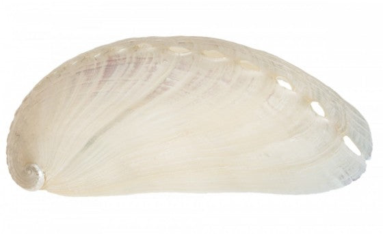 Ormeau d'âne nacré - Haliotis Asinina LGE 3 - 4 pouces