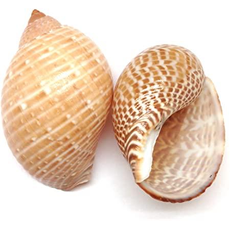 Tonna Perdix 3"+ 60-64mm opening size