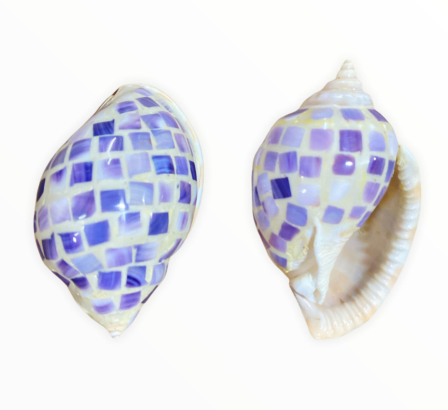 Purple Inlaid mop Phalium Bandatum - Cassis Bandatum - 3 inch + NEW921