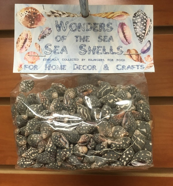 Wonders Of The Sea - Black Columbella Shells - 0.25 inches