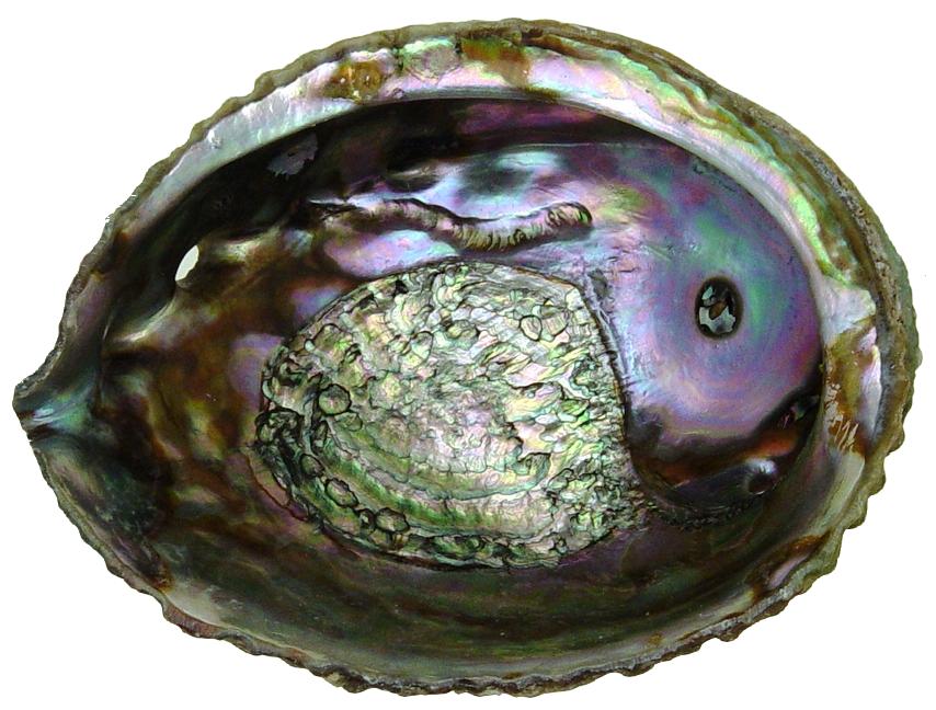 Pink Abalone 6.5 inch + Haliotis Corrugata - Mexico