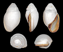 Judisear Cassidula - 2.5 - 3 inches