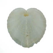 Heart Shell Pairs - Cardium Cardissa - 1 - 2 inches