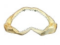 Shark Jaws - 11 inches