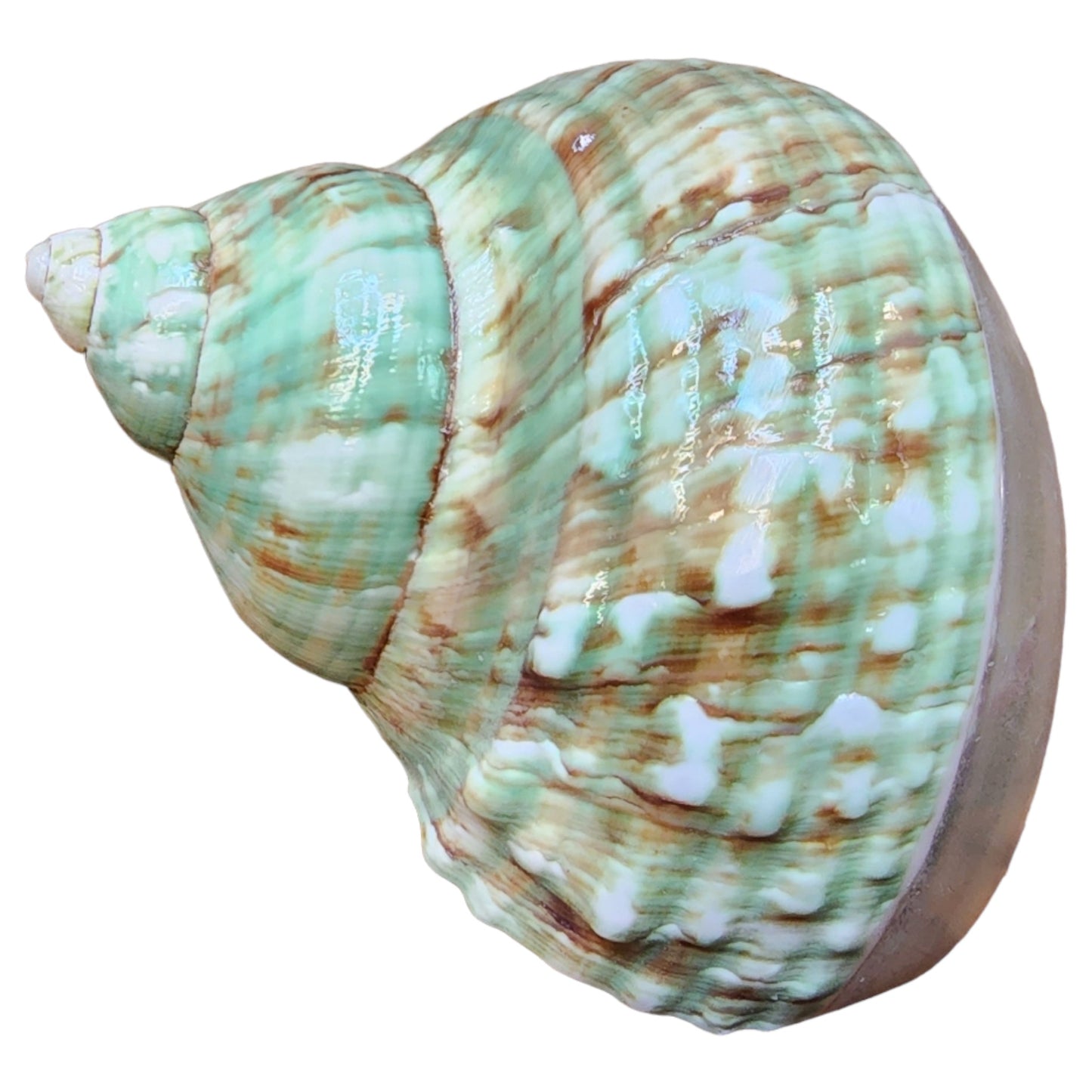 Jade Turbo - BOTTOM Banded & Polished - TURBO IMPERIALIS - SMALL - inch - NEW921