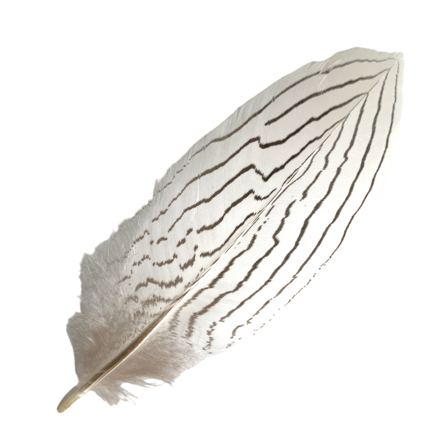 PLUMES DE FAISAN ARGENT NATUREL 6 à 8 pouces (W/ HEADER)