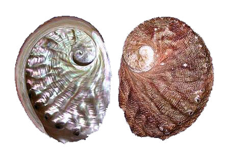 Ormeau rubra naturel - 6,3 pouces + - 16-18 cm - Australie - HALIOTIS RUBER