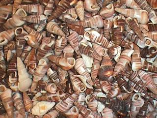 1 LB - Mexican Brown Cerithium Shell - 1 - 2 inches