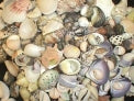 1 KG - Assorted Seashell Mix - 0.5 - 1 inch - Philippines