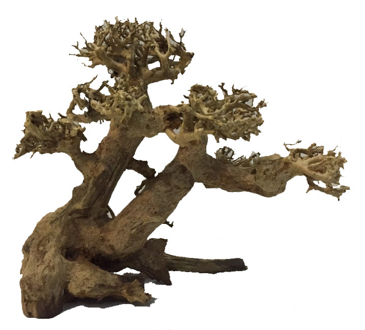 BONSAI DRIFTWOOD 15x20x12 cm - ARTOCARPUS HETEROPHYLLUS