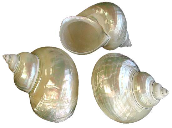 Jumbo Pearlized Turbo Large Snail Hermit Crab Shell - Imperialis Turbo 40-42mm opening size