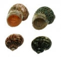 Natural Polished Turbo Fluctuosus - 2 - 2.5 inches