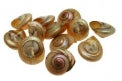 PK/100 - Giant Pearlized Umbonium - 0.75 - 1 inch