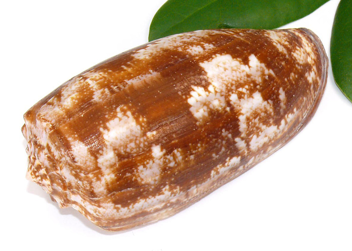 Geography Cone - Conus Geographus - 4.5 inches - Deadliest Snail On Earth