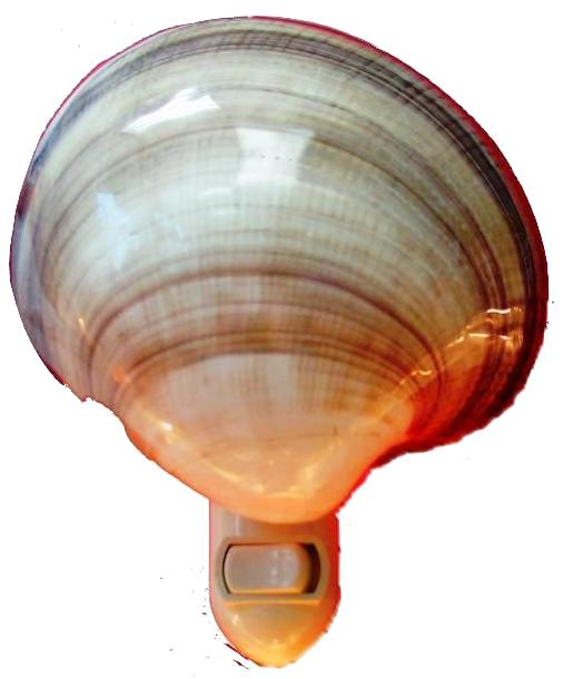 POLISHED VENUS MAXIMA CUT FOR N/L