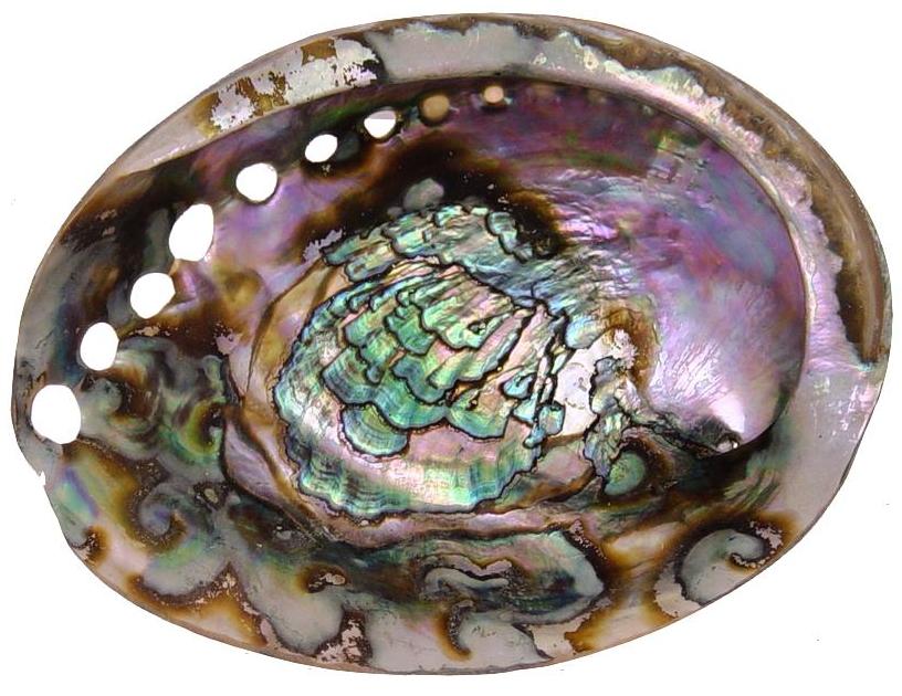 Green Abalone 6.5 inch + Old Growth - Haliotis Fulgens - Mexico