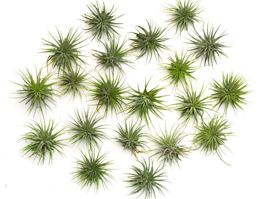 Ionantha Guatemala Tillandsia Air Plant 20 Pack (Mini)