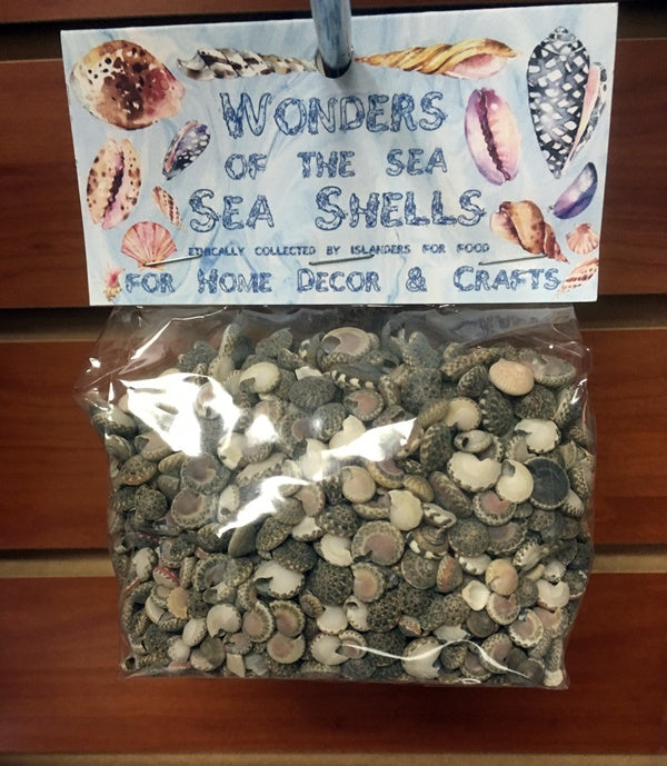Wonders Of The Sea - Grey Umbonium Shells - 3/8 - 1 inch