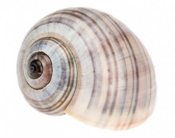 Striped Snail Snail Hermit Crab Shells - POMACEA PALUDOSA 60-62mm opening size