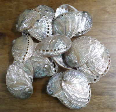 Ormeau bleu poli 4 - 5 pouces - Haliotis Fulgens - Philippines