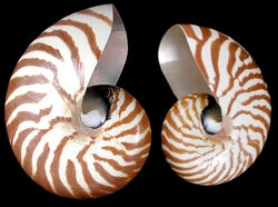 Natural Nautilus Shells - 4 - 5 inches - Philippines