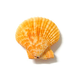 Colored Pecten Nobilus Scallop Shell Pairs - 2 - 3 inches - Philippines