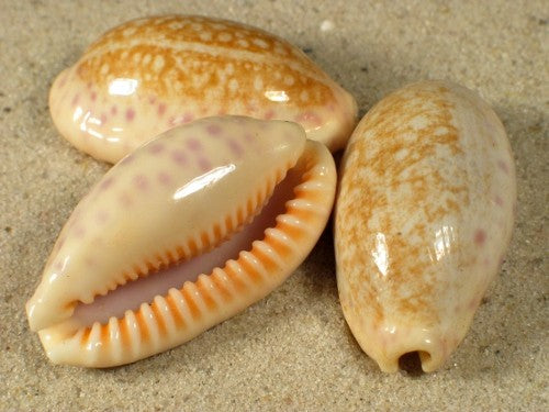 Cypraea Chinensis - 1.5 inches - Cowry  - Cowries - Cypraea - Philippines