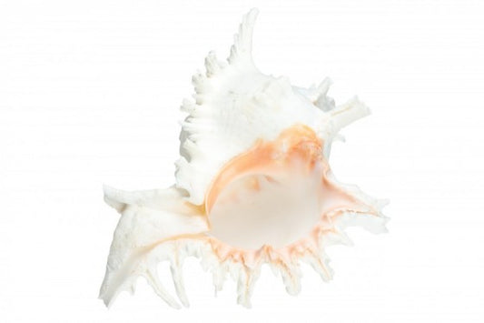 Murex Ramosa Shell with Operculum - 10 + inches