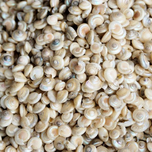 Giant Pearl Umbonium - 1 Inch (PER 100)