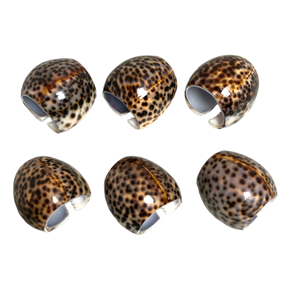 TIGER COWRIE NAPKIN RINGS - Size range is 1.75 to 2.25” wide
1.75 to 2” tall