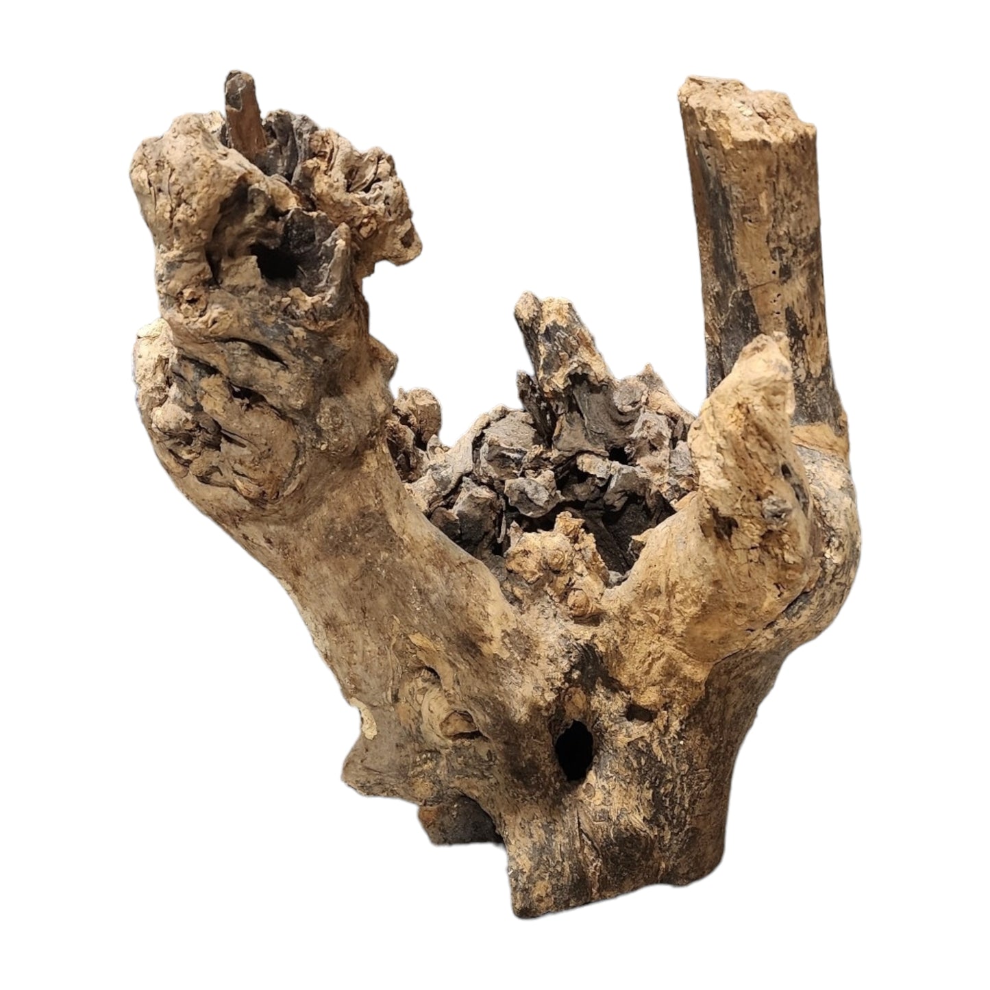 32 to 48 inch - HOLE DRIFTWOOD - XXL 50 to 80cm - Indonesia - NEW923 - #4