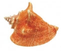 Pink Conch - Strombus Gigas - 8 - 9 inches - from Haiti
