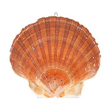 English Flat Scallop - 3 - 4 inch - Argopecten irradians - UK