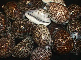 Tiger Cowry - Cypraea Tigris - 2 + inches - Cowries - Philippines
