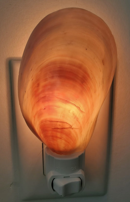 POLISHED CARBIDE MUSSEL SHELL NIGHTLIGHT