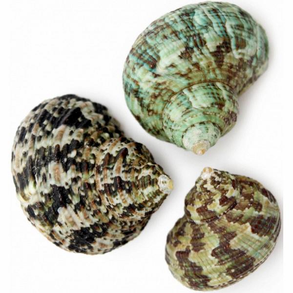 Turbo Bruneus 1 kg Mixed Sizes Bag - Green Turbo Hermit Crab Shells - Philippines