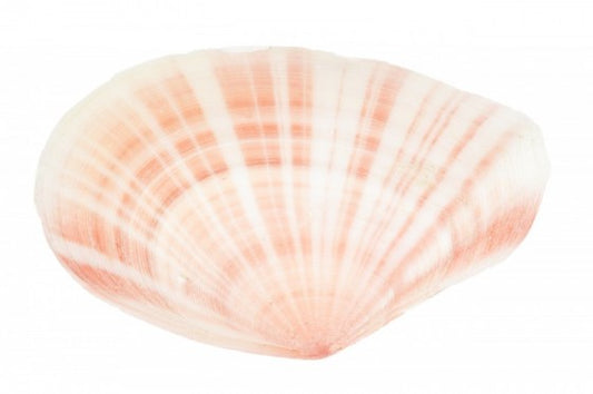 1 LB - Pink Rose Petal Tellin Seashell Halves Pink Eurytellina Lineata Clam Halves - 1 inch