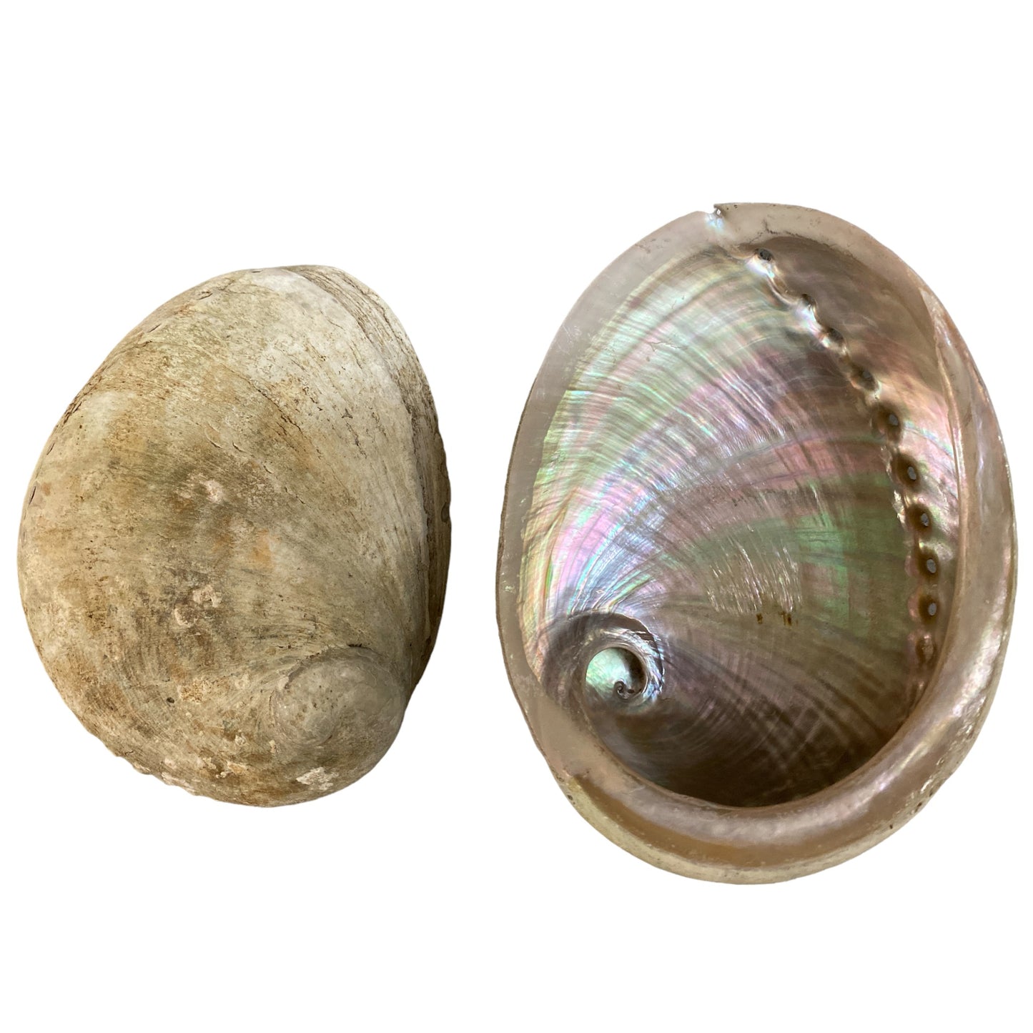 Opal Abalone - Haliotis Laeviagata - 5 pouces + Thaïlande - Tout naturel