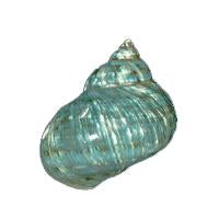 Jumbo Polished Green Jade Turbo - Imperialis Turbo 42-44mm opening size