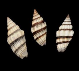 Mitra Rugosom - Mitra Rogusa - Vexillum Rugosum  - 1 - 2 inches - Philippines