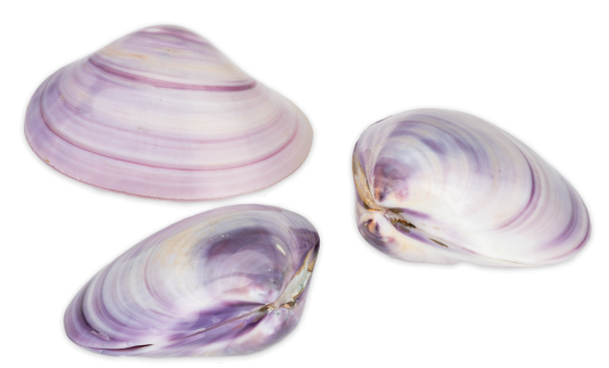 Polished Purple Clam Pairs -  1.5 + inches - Thailand