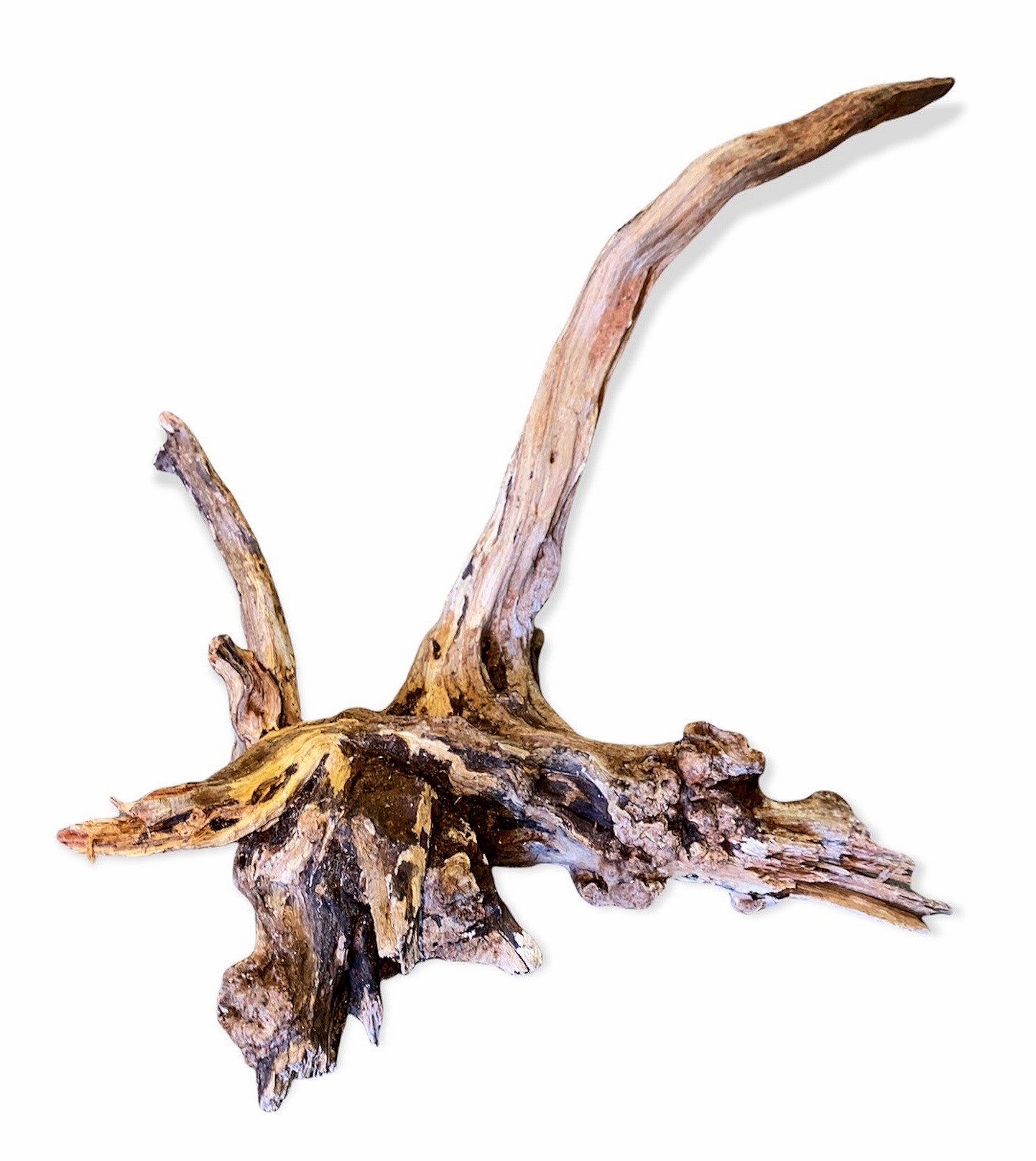 1lb. Sinking Driftwood 10 to 30cm - 5 to 12 inch + Price is per pound. (Order quantity of pieces required. We will update the weight upon shipping.)
Malaysia Mangrove