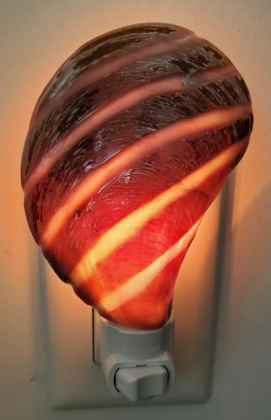 POLISHED STRIPED CARBIDE MUSSEL SHELL NIGHTLIGHT