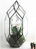 Terrarium en verre Black Tower 16,5 x 15 x 28 cm / 11 pouces