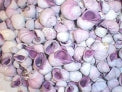 1 KG - Coquilles de pervenche violette - 0,5 pouces - Cebu Beauty - Philippines