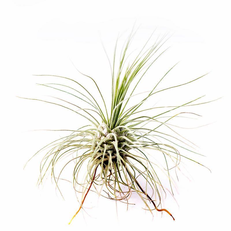 Argentea Thin Leaf Tillandsia Air Plant (2.5") 20 Pack (20% OFF)