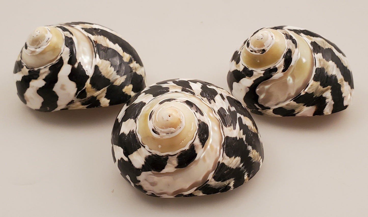 Magpie Turbo Shell - Cittarium pica Polished/Banded 28-30mm opening size